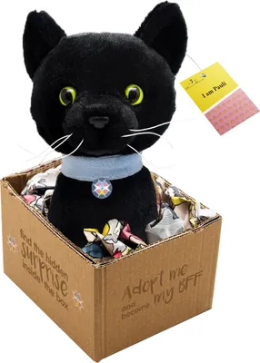 A black plush cat named Pauli sits in a cardboard box.