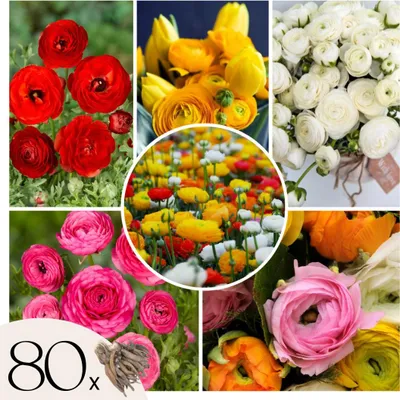 Produktbild von Ranunkeln - 80 Stk - Ranunculus - Blumenzwiebeln - Mehrfarbig