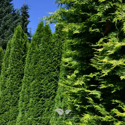 Produktbild von Lebensbaum Thuja Smaragd 200-225 cm, 5x Heckenpflanze
