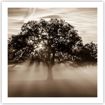 Produktbild von Poster - Poster ohne Rahmen - Baum Feld Natur - 60x60 cm - Wand Bild - Wanddeko - Wandbilder - Kunstposter - Wandposter - Bilder - Kunstdruck - Wanddekoration - Wandbild - P2XAC60x60-3811