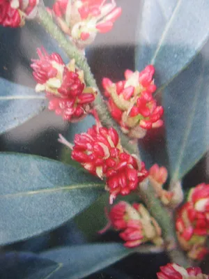 Produktbild von Distylium racemosum Blue Cascade - Traubiger Zweigriffel 30-40cm