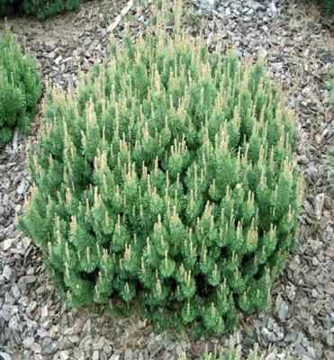 Produktbild von Bergkiefer ´HUMPY´ 20-30 cm, Cont. 7,5 l