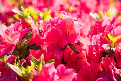 Produktbild von Rhododendron obt. 'Little Red', leuchtend rot, 10–15 cm