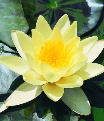 Produktbild von BALDUR Garten 1x Seerose (Nymphaea) 'Goldgelb', Knolle in Größe I, blüht mit gelben Blüten, äußerst beliebte Wasserpflanze, winterhart, mehrjährig & pflegeleicht, gelb strahlender Blickfang im Teich