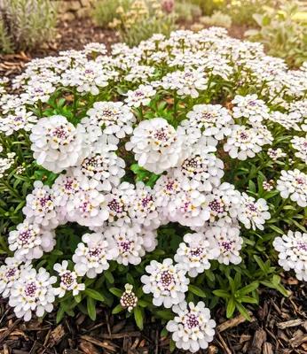 Produktbild von BALDUR Garten 3x Winterharter Bodendecker Iberis 'Masterpiece®', Pflanzen im 9x9 cm-Topf, Schleifenblume, winterharte Staude, mehrjährig, pflegeleicht, Wasserbedarf gering, Iberis Hybrid