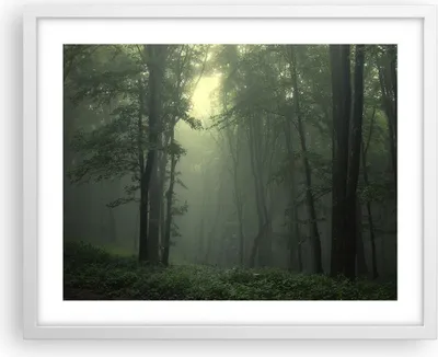 Produktbild von Gerahmtes Poster - Weißer Rahmen - Wald Nebel Baum - 50x40 cm - Wand Bild - Wanddeko - Wandbilder - Kunstposter - Wandposter - Bilderrahmen - Bilder - Kunstdruck - Wandbild - P2WAA50x40-3543