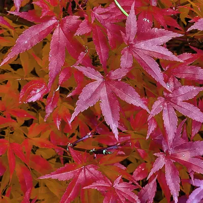 Produktbild von Japanischer Ahorn Acer palmatum 'Pink Dwarf' 70cm Ø19cm Gartenpflanze Strauch
