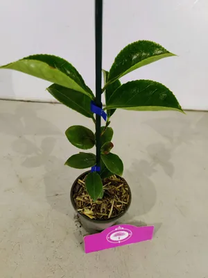 Produktbild von Set mit 3 Kamelien – Camellia japonica ‚Kramer’s Supreme‘, ‚Lady Campbell‘, ‚Bonomiana‘ – Höhe 30 cm – 9-cm-Topf