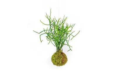 Obrázok produktu pre Gardners Kokedama Euphorbia tirucalli (L)