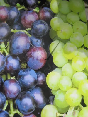 Produktbild von Vitis vinifera Duo Muscat Bleu und Bianca - Duo Weintrauben - Tafeltrauben