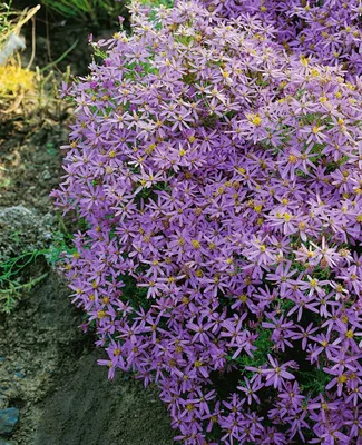 Produktbild von Aster sedifolius 'Nanus', blauviolett, ca. 9x9 cm Topf
