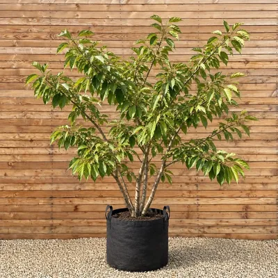 Produktbild von Japanische Blütenkirsche 'Shirofugen' 300-350 cm - Prunus serrulata mehrstämmig