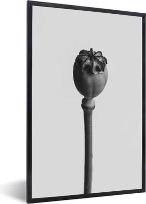 Produktbild von MuchoWow® MuchoWow® Gerahmtes Poster Pflanze in Schwarz und Weiß 60x90 cm - Poster mit zchwarzem Bilderrahmen - Kunst