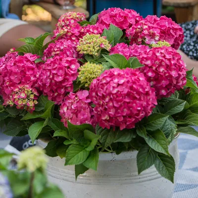 Produktbild von Green boutiQ - Gartenpflanze - Hydrangea Endles Summer Summer Love Red - Hortensie - Winterhart - Rot - 8 Pflanzen - Topf 14cm - Höhe 20-25cm