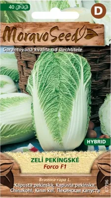 Image de Chou FORCO F1 - hybride 67796