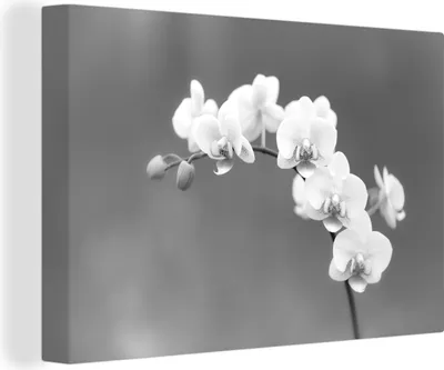 Zdjęcie produktu dla OneMillionCanvasses® - Obrazy na płótnie - 140x90 cm, Orchidea - Kwiaty - Roślina - Biały - Fioletowy, Dekoracja ścienna - Zdjęcie na płótnie - Obraz na drewnianej ramie