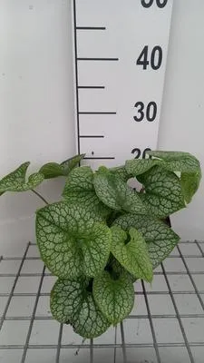 Immagine prodotto di 6 x Brunnera macr. 'Jack of Diamonds' - Vergissmeinnicht caucasica - Topf 9 x 9 cm