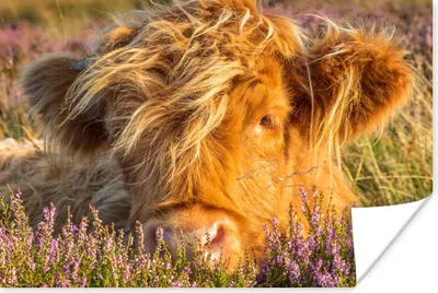 Produktbild von MuchoWow® Poster Schottische Highlander - Heide - Gras - Tiere 90x60 cm - Schlafzimmer