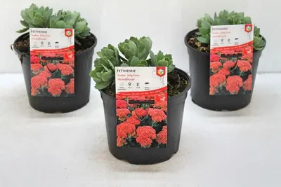 Produktbild von Sedum telephium 'Herbstfreude', Fetthenne, rosa Blüten, 2 Liter Container