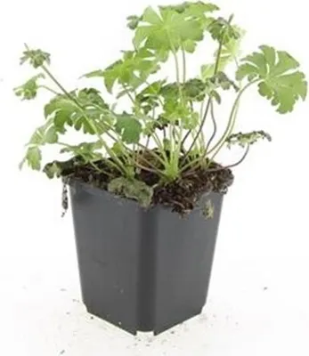 Immagine prodotto di Tappeto erboso - Geranium cantabrigiense 'Cambridge' - Vaso da 9 cm - Set di 12 piante