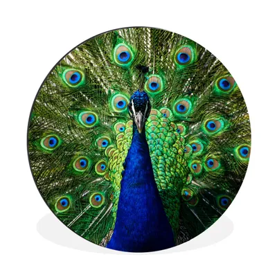 Produktbild von MuchoWow® Aluminium Wandkreis Pfau - Federn - Augen - Blau Ø 30 cm Wanddeko Modern Wohnzimmer - Wand Bild - Wohnzimmer - Runde Bilder - Alubilder - Kunst für zu Hause - Aluminium - Wanddekoration