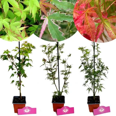 Produktbild von Set mit 3 Acer palmatum – Kompaktahorne – ‘Beni-Maiko’, ‘Iyoshi’, ‘Little Princess’ – Höhe 25 cm – Topfgröße 9 cm