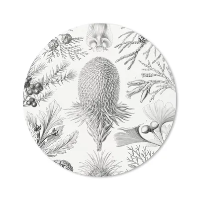 Produktbild von MuchoWow® Mauspad Mousepad Koniferen - Ernst Haeckel - Kunst - Retro - Illustration - Natur 20x20 cm - Mousepads - Maus Mat - Pad - Mausunterlage - Schreibtischmatte