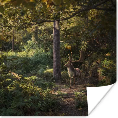 Produktbild von MuchoWow® Poster Hirsch - Geweih - Wald - Herbst 100x100 cm - Babyzimmer