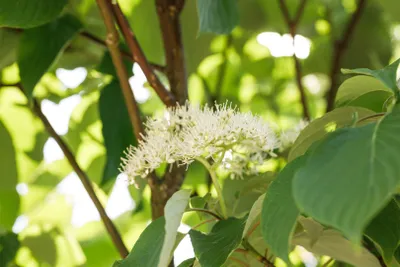 Zdjęcie produktu dla Cornus alternifolia, dereń pagodowy, 60-80 cm