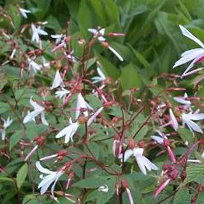 Produktbild von 6 x Dreiblattspiere trifoliata - Gillenia trifoliata  | Topf 9cm x 9cm