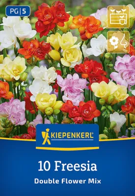 Produktbild von Kiepenkerl Freesien Bunt gefüllte Blüten 10 Pflanzen
