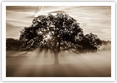 Produktbild von Poster - Poster ohne Rahmen - Baum Feld Natur - 100x70 cm - Wand Bild - Wanddeko - Wandbilder - Kunstposter - Wandposter - Bilder - Kunstdruck - Wanddekoration - Wandbild - P2XAA100x70-3811
