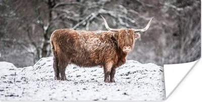 Produktbild von MuchoWow® Poster Schottischer Highlander - Baum - Schnee 80x40 cm - Wanddeko