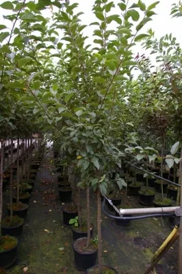 Produktbild von Malus Red Sentinel - Zierapfel Red Sentinel - 120