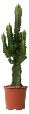 Image de Euphorbia Ingens, également appelée cactus "Cowboy", plante d'intérieur, pot de 17 cm