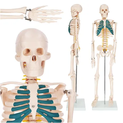 Produktbild von 4FIZJO Menschliches Skelettmodell 85 cm, Anatomie-Modell mit Spinalnerven 1:2, Standfuß