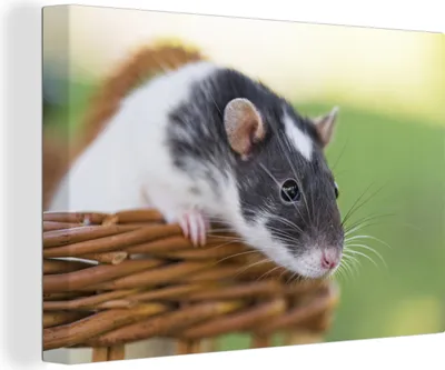 Produktbild von OneMillionCanvasses® - Leinwandbilder - 140x90 cm, Voyeuristische Ratte in Nahaufnahme, Wandbilder Kunstdruck Wanddekoration