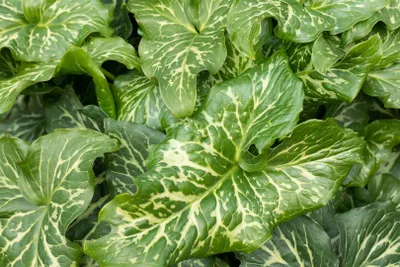 Produktbild von Arum italicum 'Pictum', Italienischer Aronstab, ca. 9x9 cm Topf