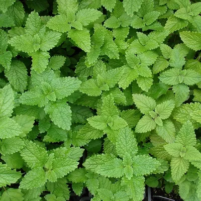 Produktbild von 6 x Zitronen-Melisse - Melissa officinalis  | Topf 9cm x 9cm