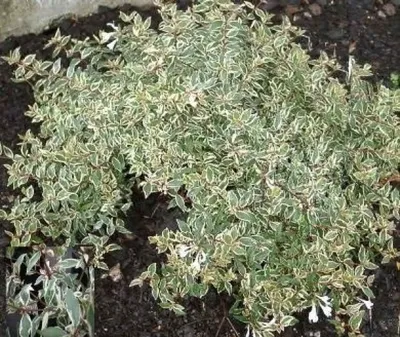 Produktbild von Abelia grandiflora Confetti - Abelie Confetti 30-40cm