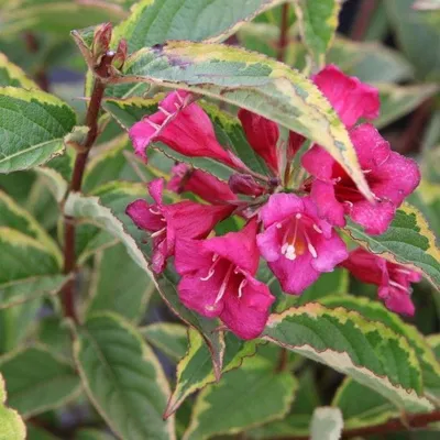 Image de 2 x Weigelia 'Moulin Rouge' - Weigela 'Moulin Rouge' (Brigela) | 50-60 cm, en pot