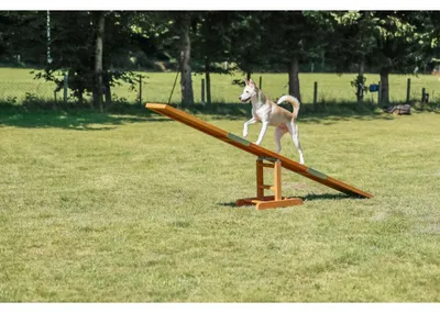 Produktbild von TRIXIE Fun Agility Wippe - diverse - 300 × 54 × 34 cm