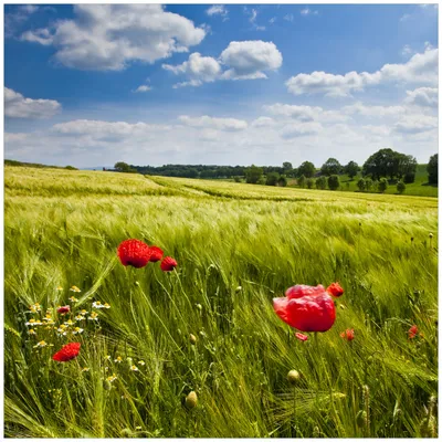 Produktbild von Wallario Möbeldesign / Aufkleber, geeignet für Ikea Lack Tisch - Mohnblumenwiese auf grüner Wiese unter blauem Himmel in 55 x 55 cm