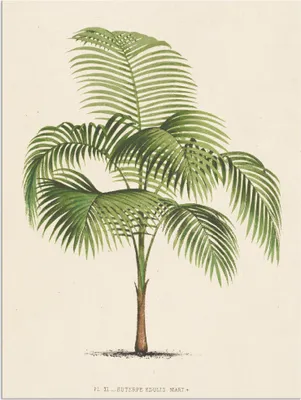 Produktbild von ARTland Wandbild Alu für Innen & Outdoor Palme I Größe: 45x60 cm