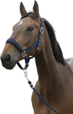 Zdjęcie produktu dla Duża uzdę i smycz Norton Equestrian, niebieska Cob Niebieska Cob