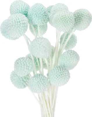 Produktbild von Trockenblumen Craspedia dekorativ für Wohnzimmer Tischdekoration Hochzeit, 20 Stück