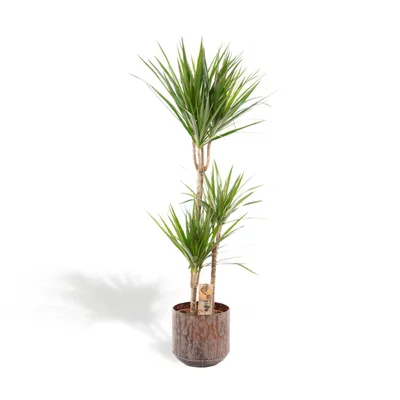Obrázek produktu pro XXL Dracaena Marginata v hnědém kovovém květináči – dračí strom – výška 120 cm, průměr 21 cm – velká pokojová rostlina – tropická palma – čistí vzduch – čerstvě ze školky