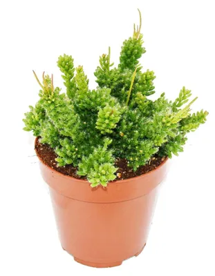 Produktbild von Rhipsalis mesembryanthemoides - Korallenkaktus - im 12cm Topf - sukkulente Zimmerpflanze