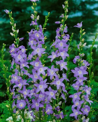 Produktbild von Campanula pyramidalis, Glockenblume, ca. 9x9 cm Topf
