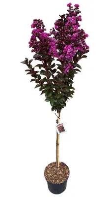 Produktbild von Lagerstroemia indica 'Rhapsody in Blue' – Kreppmyrte Stämmchen 140–150 cm – blau-violette Blüten